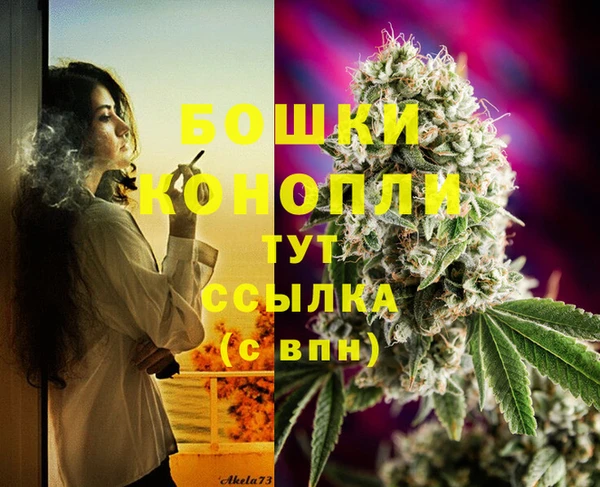 индика Новозыбков